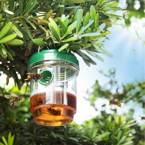 vrtni hvatač insekata